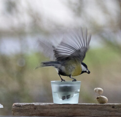 Maise, blaumaise, Vogel, Einheimisch, Winter, 