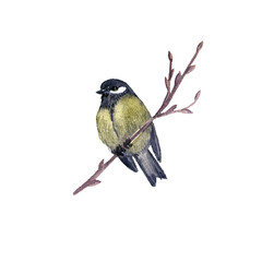 Naklejka premium watercolor drawing bird, great tit, hand drawn illustration, isolated nature design element