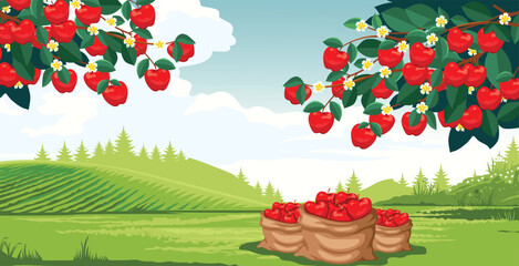 beautiful rural scenery and abundant apple harvest 