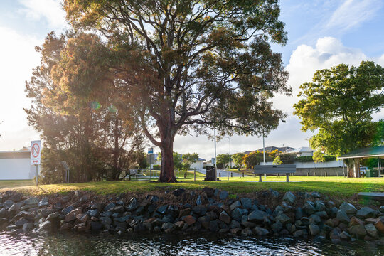 McInherney Park in Port Macquarie with gum tree beside Hastings River