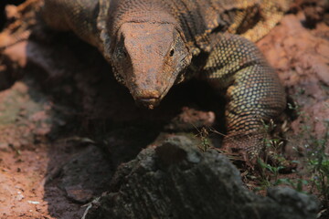 closeup of a salvator lizard crawling on rocks in the morning
