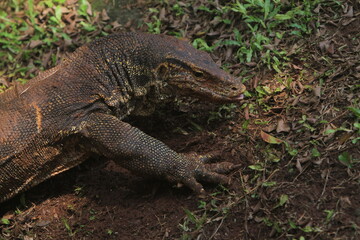 Fototapeta premium closeup of a salvator lizard crawling in the grass in the morning