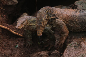closeup of a salvator lizard crawling in the grass in the morning