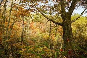 Obraz premium 241020八千穂高原自然園