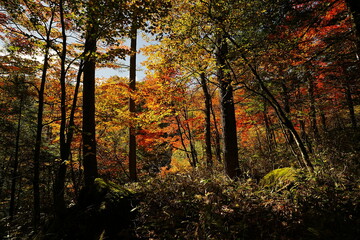 Obraz premium 241020八千穂高原自然園