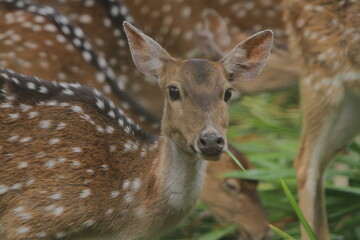 Fototapeta premium an axis deer stared out from the crowd