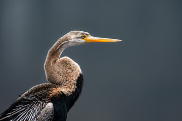 Fototapeta premium Image of an Oriental Darter or Snakebird