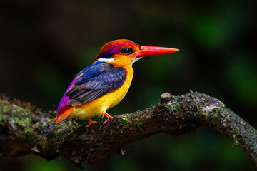 Obraz premium Image of an Oriental Dwarf Kingfisher