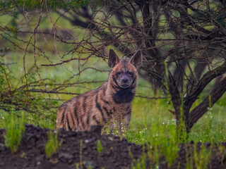 Image of a Striped Hyena