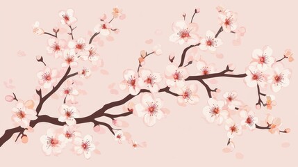 Fototapeta premium A pink and white cherry blossom tree branch