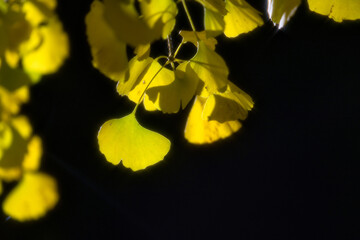 Tokyo,Japan - November 24, 2024:  Yellow gingko leaves in winter in Tokyo