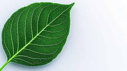 Obraz premium green leaf with visible veins on white background, showcasing its intricate texture and vibrant color, perfect for nature themed designs