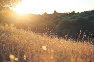 sunset over a grassy field with warm light