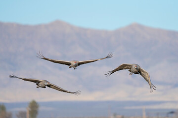 Sandhill Crane Flying In