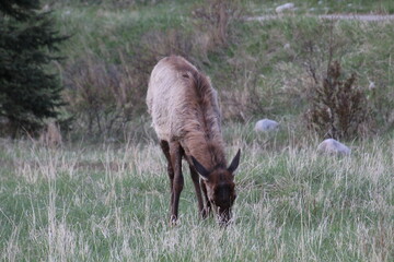 Elk Grazing, Jasper National Park, Alberta