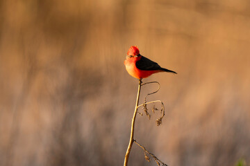 Vermilion Flycatcher