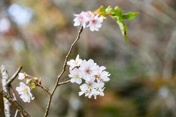 Obraz premium 十月桜