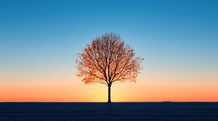The silhouette of a lone tree standing in a field at sunset, its branches reaching up towards the sky as its shadow stretches far across the ground.