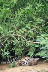 Sleeping jaguar lying down under low tree branches beside river in Pantanal Brazil