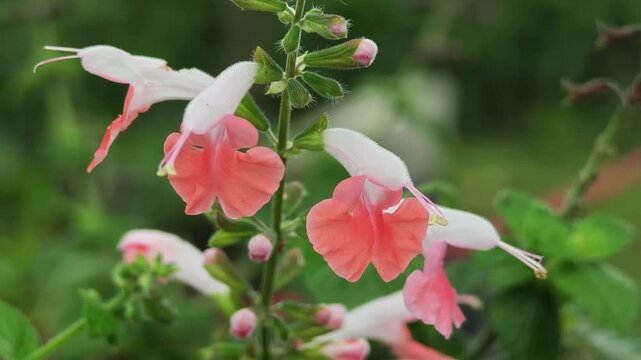 Pink and white salvia flower. Salvia summer jewel.