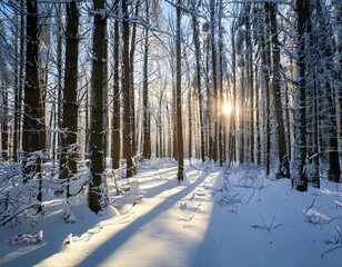 Snowy winter forest path with sunlit trees and icy landscape