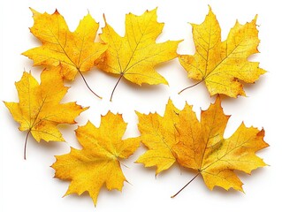 Obraz premium autumn leaves in vibrant yellow colors for seasonal decor