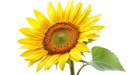 Obraz premium vibrant sunflower with bright yellow petals and green leaves