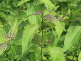 A wild plant with the scientific name Chromolaena odorata or often called kirinyuh