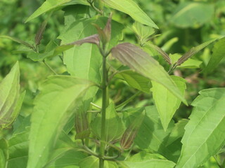 A wild plant with the scientific name Chromolaena odorata or often called kirinyuh