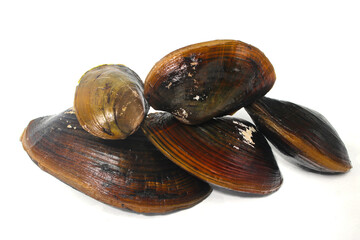A Group of Pilsbryoconcha exilis mussel isolated on a white background. Also known as "kijing" in Indonesia, it is commonly found in lakes and other freshwater habitats