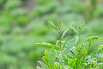 Obraz premium Close up of fresh young green tea leaves.Natural green texture background.Leaves are an ingredient for making drinks.. For graphic design .Natural green leaf background Selective focus