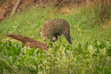 Obraz premium jaguar climbing over on log in riverside vegetation