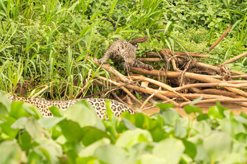 Fototapeta premium Jaguar cub scrambles over driftwood tangle on side of river as mother swims away