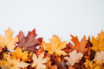 Fototapeta premium colorful autumn leaves on a white background