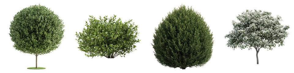 Bush dwarf tree isolated on transparent background, Set of