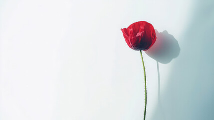 Bright red poppy flower with thin stem against clean white background, creating striking visual contrast. delicate petals and shadow add depth to composition