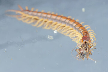 The beautiful reflection of a centipede preying on a cricket on a glass floor. This multi-legged...