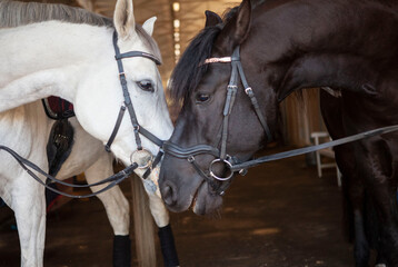 Two horses touching noses, black and white horses wearing bridles