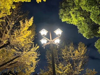 GInko trees in automn color