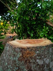 wooden board with foliage background for product photos