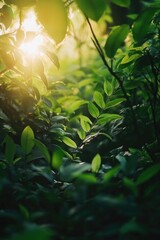 Obraz premium Sunlight filtering through tree leaves