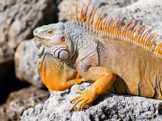 Obraz premium Wildlife fauna. Wild iguana lizard. Iguana lizard on the stone. Exotic iguana reptile. Exotic reptile animal. Scaled skin