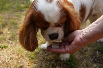 King Charles Chevalier Eating Ice Cube to Battle the Heatwave