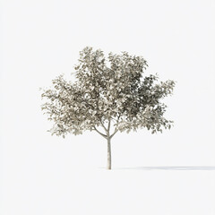 Obraz premium tree isolated on white