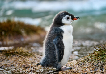 Fototapeta premium Cute little baby penguin in natural habitat