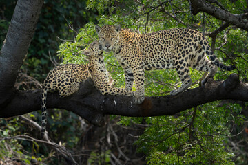 Affection between mother jaguar and cub high in tree © Brian Scantlebury