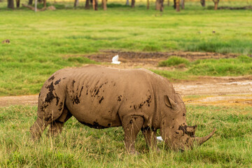 Fototapeta premium Close-up of an encounter with a White Rhinoceros -Ceratotherium simum- grazing in Lake Nakuru national park, Kenya.