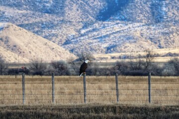 Bald Eagle Perched