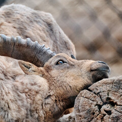 Male Ibex Locking Horns in a Dramatic Display of Strength and Dominance 8