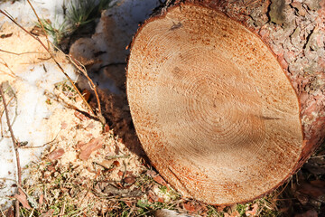 Close up of fresh cut tree trunk with drops of resin.
